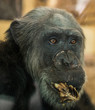 © Zsolt Biczó - Portrait of african chimpanzee in zoo
