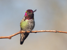 Anna's Hummingbird (Calypte Anna) Perched On A Branch And Chirping