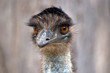 a close up of an Australian emu