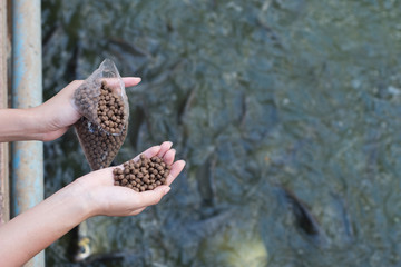 Hand holding fish feeding.