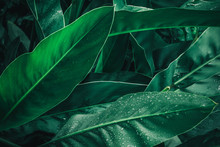 Large Foliage Of Tropical Leaf In Dark Green With Rain Water Drop Texture,  Abstract Nature Background