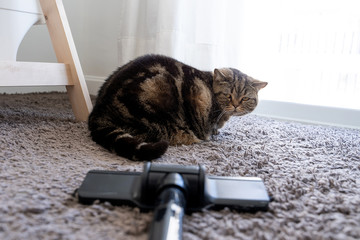 Wall Mural - vacuum cleaner  cat sprawled cleaning cat hair dropped