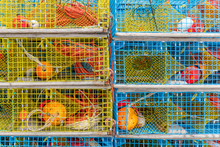 Colourful Lobster Traps