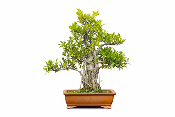 Wall Mural - banyan bonsai isolated