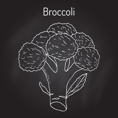 Poster - Broccoli Brassica oleracea , edible green plant