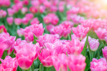 Wall Mural - Colorful tulips in the flower garden