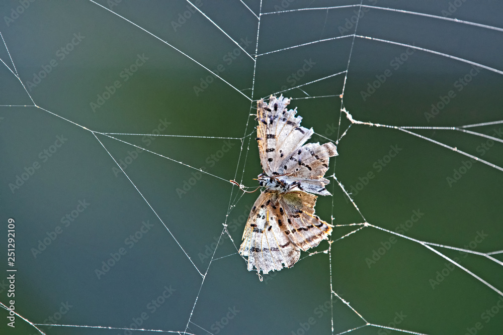 Butterfly caught on spider web Stock Photo | Adobe Stock