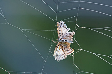 Butterfly caught on spider web