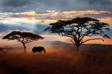 wild african elephant in the savannah. serengeti national park. wildlife of tanzania. african landsc