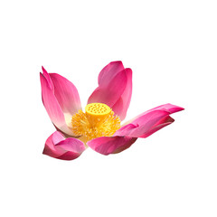 Pink lotus flower isolated on white background