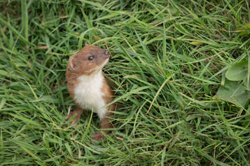 Aufkleber - A stoat emerges from hiding in the grass, its head and front legs are in view as it looks around