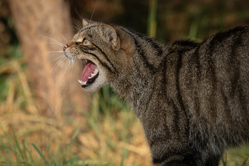 Poster - A close up side view portrait of a scottish wildcat facing to the left with its mouth open snarling and showing teeth