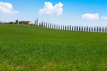 Wall Mural - tuscany landscape with cypress alley