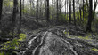 forest in spring black white green sunbeam muddy path