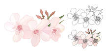 Set Of Floral Composition With Branch Of Delicate Pink And Black And White Blooming Flowers, Buds And Leaves Isolated On White Background. Tropical Flowers Oleander, Exotic Nerium. Illustration