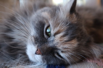 portrait of a cat beautiful fluffy grey cat with green eyes, cloes up