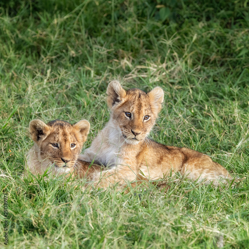Photographie Playful lion cubs in the Masai Mara