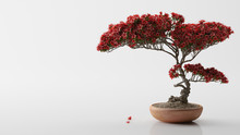 Red Bonsai On A White Background