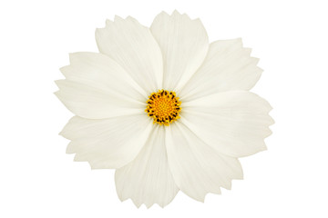 beautiful white cosmos flower isolated on white background.