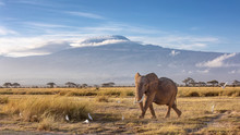 Elephant And Mount Kilimanjaro
