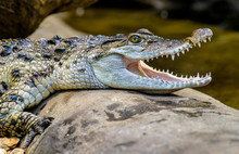 Freshwater Crocodile ( Crocodylus Mindorensis ) Living In Philippine.