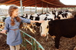 kid girl feeding calf on cow farm. Countryside, rural living, agriculture concept