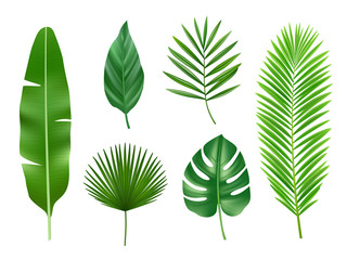 Canvas Print - Tropical plants. Exotic eco nature green leaves vector realistic collection isolated. Exotic green leaf, tropical nature botany illustration