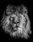 Fototapeta Sawanna - Black and white poster lion