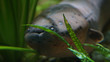 electric eel peaking out of sea grass