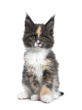 Cute Tortie Bicolor Maine Coon Cat Kitten, Sitting Up Facing Front. Looking Straight Ahead At Camera With Brown /green Eyes. Isolated On White Background.
