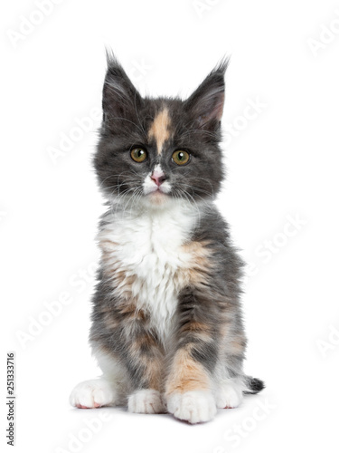 Cute Tortie Bicolor Maine Coon Cat Kitten Sitting Up Facing Front
