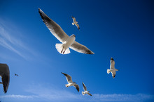 Gulls Flying In The Blue Sky. Gulls Flying In The Blue Sky.