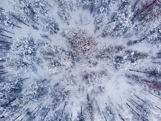 Canvas Print - Top view snow trees and coniferous forest. Aerial photo