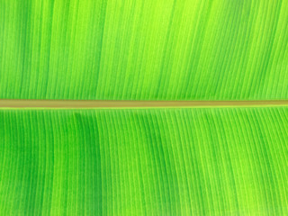 Wall Mural - Green leaves background. Leaf texture