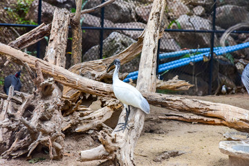 Chai nat Thailand December 26 2019 see birds at Chai NAT Bird Park is a place of chainat province. Bird cage is the biggest in Asia, covering an area of 26 hectares and contains various species birds.