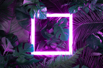 Wall Mural - creative fluorescent color layout made of tropical leaves with neon light square. flat lay. nature c