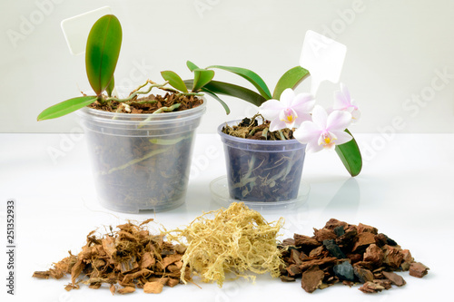 Cultivation Of Orchids At Home Plant Transplanting And Growing Concept Small Young Plants Orchid Seedlings In Pots Buy This Stock Photo And Explore Similar Images At Adobe Stock Adobe Stock,Robo Dwarf Hamster Drawing