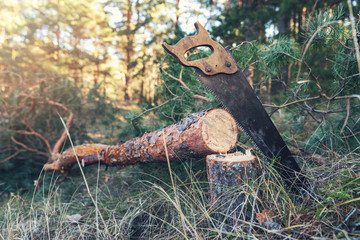 forestry - felled pine tree and hand saw in the woods