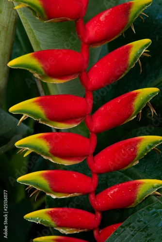 Fleur Bec De Perroquet Stock Photo Adobe Stock Fleur Bec De Perroquet Stock Photo Adobe Stock