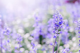 Fototapeta Lawenda - lavender flower in garden,