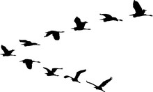 Isolated Flight Formation Of Birds