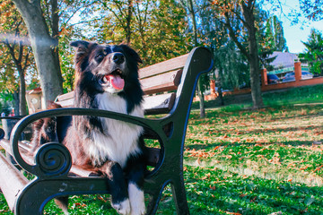 Wall Mural - border collie in the park