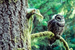 Watchful Eye - Northern Spotted Owl (Strix occidentallis) sits in on a Douglas Fir branch  in Oregon.