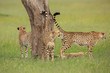 Cheetahs marks territory 