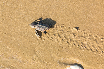 Wall Mural - baby sea turtle beach water ocean