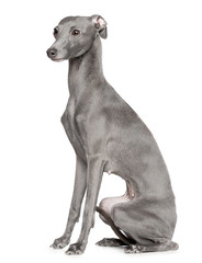 Wall Mural - Italian greyhound Dog  Isolated  on White Background in studio