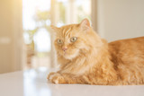 Fototapeta Koty - Beautiful ginger long hair cat lying on kitchen table on a sunny day at home