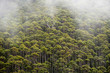 Dense Eucalyptus Rainforest in mist, Tasmania, Australia