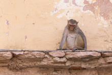 Sad Monkey Sitting On Ruins Of Old House In Jaipur, India