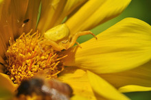 A Macro Closeup Of A Crab Spider Perched On A Flower.